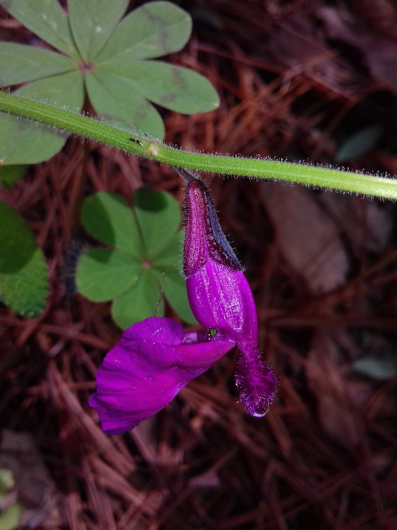 Salvia dichlamys